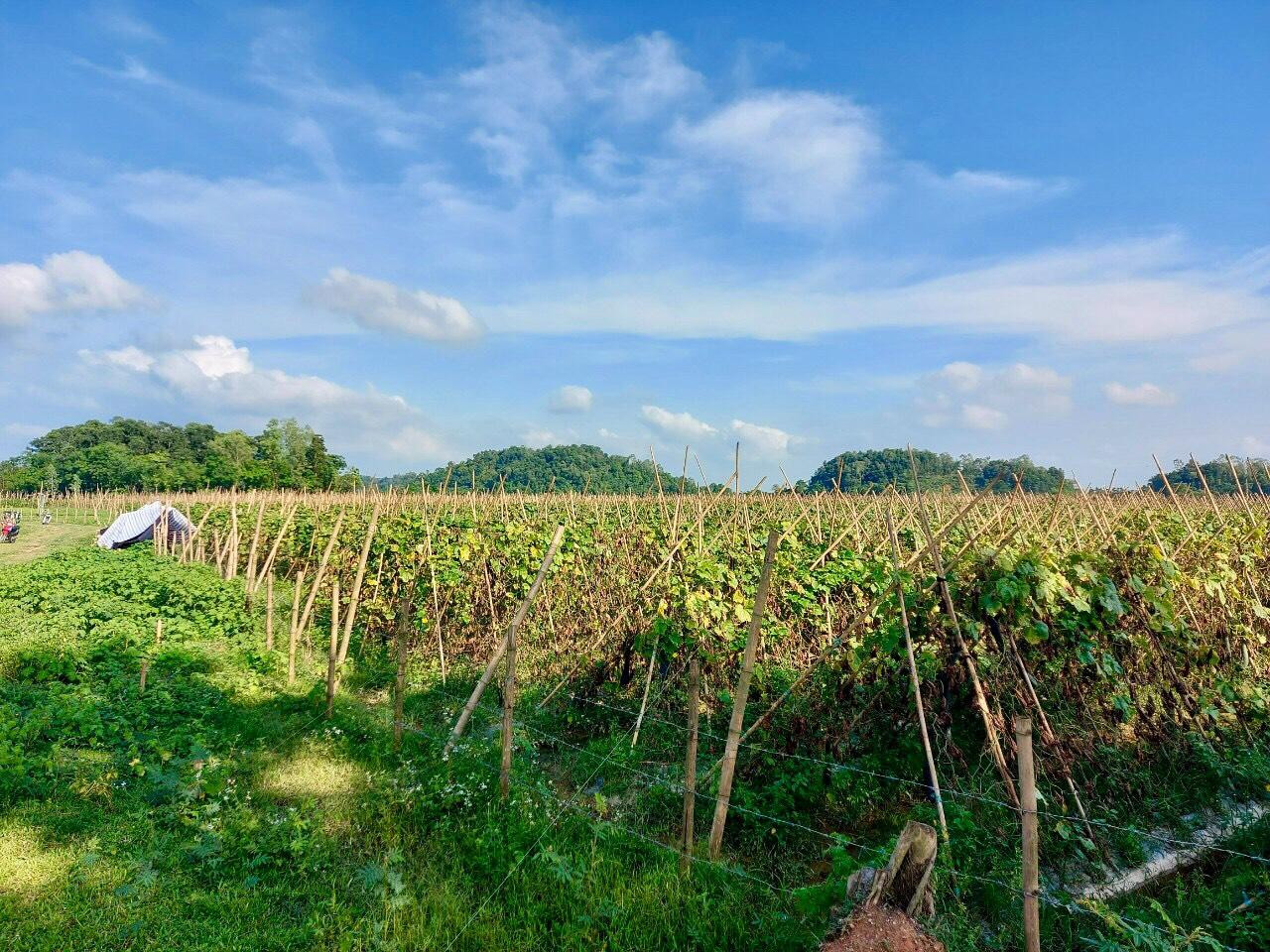 Ngoài lượng bí đã thu hoạch, hiện còn rất nhiền bí xanh đang nằm trên dàn ở những cánh đồng ruộng lớn.