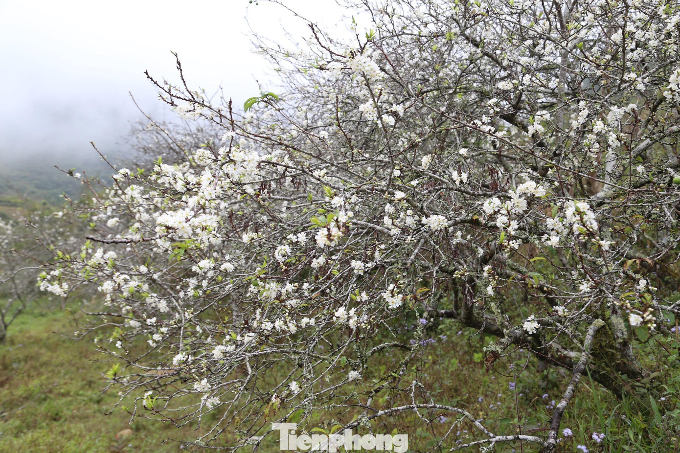 Sắc trắng tinh khôi của hoa mận Mường Lống hòa với màu lộc xanh gọi Xuân về.