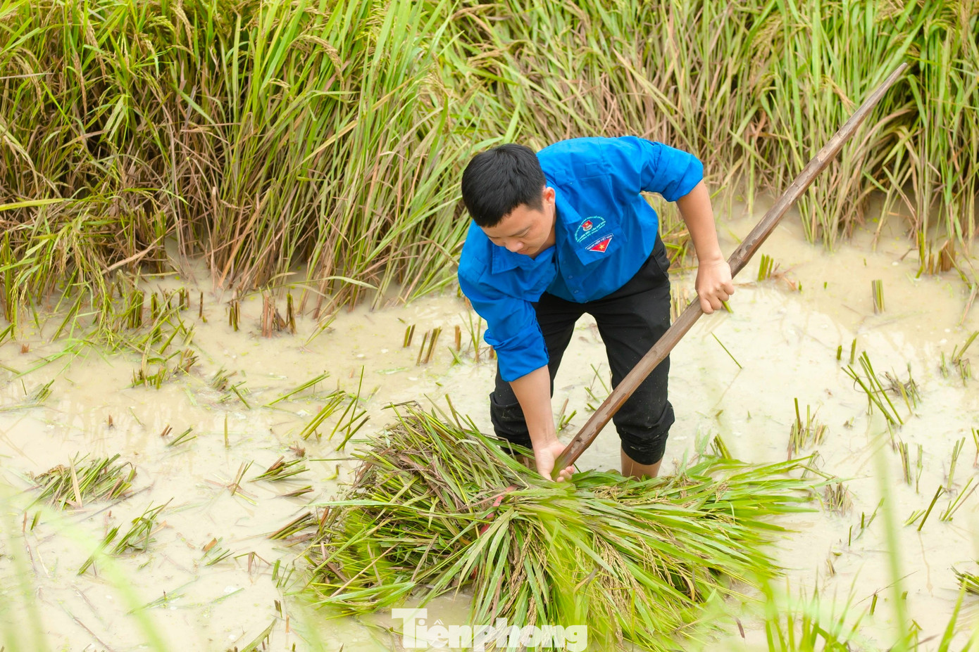 “Do địa hình thấp trũng nên sau mưa, lúa của người dân ngập sâu trong nước. Lúa chín bị ngâm trong nước đã mấy ngày, nhiều hạt đã mọc mầm. Tranh thủ thời tiết tạnh ráo, nước trên cánh đồng đã rút bớt, lực lượng đoàn viên thanh niên xuống đồng giúp dân gặt lúa với tinh thần xung kích của tuổi trẻ”, anh Báo chia sẻ.