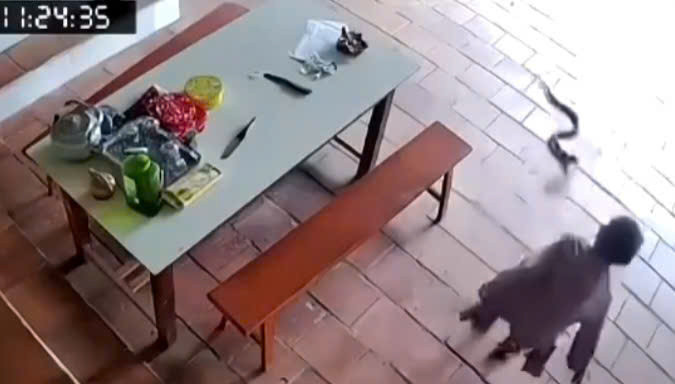 Cụ Tám bất ngờ bị rắn tấn công ngay trong sân nhà