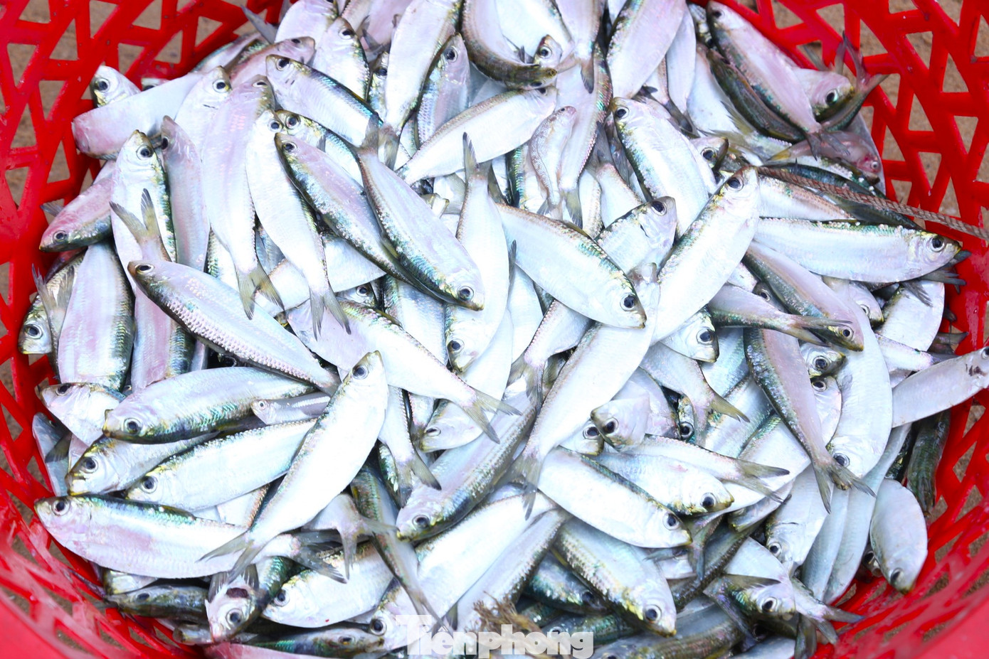 Cá trích có chứa lượng lớn omega 3, vitamin D và B12. Theo ngư dân, đây là loại cá 'lắm đạm' nên có nhiều lợi ích với sức khỏe. Cá trích có chứa lượng lớn omega 3, vitamin D và B12. Theo ngư dân, đây là loại cá 'lắm đạm' nên có nhiều lợi ích với sức khỏe.