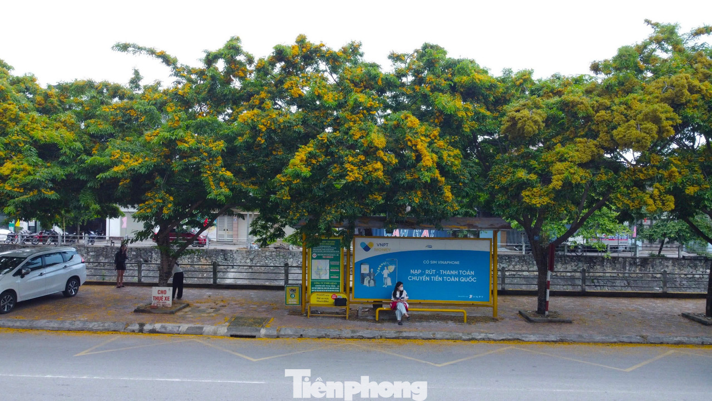 Giáng hương là loài cây thân gỗ, cho bóng xanh mát. Thời gian hoa ở lại trên cây lại rất ngắn, chỉ độ vài ba ngày. Khi sắc còn chưa phai, những cánh hoa mỏng manh đã rụng xuống thành từng thảm nhuộm vàng trên đường phố.