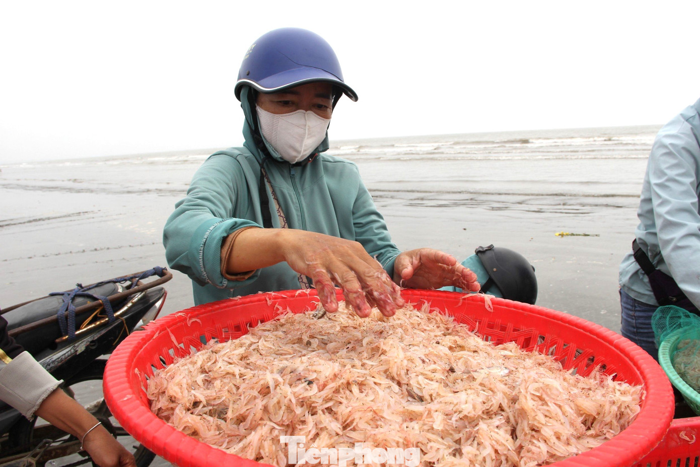 Các thương lái thu mua ruốc biển ngay khi vừa cập bờ. Các thương lái thu mua ruốc biển ngay khi vừa cập bờ.