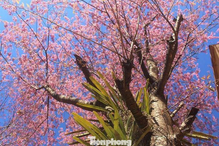 Theo thầy Trí, những hàng anh đào được trồng tại trường từ năm 2012 và tỏ ra khá thích hợp với khí hậu nơi đây. Cây có thân to, cành tán rộng và cao.