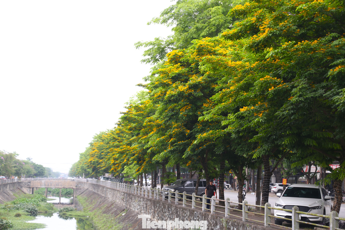 Dọc bờ kênh Bắc, những cây hoa giáng hương đang vào trà nở rộ. Giáng hương được trồng theo dự án cải tạo kênh Bắc, đến nay đã hơn 5 năm tuổi với hàng trăm gốc trải dài.