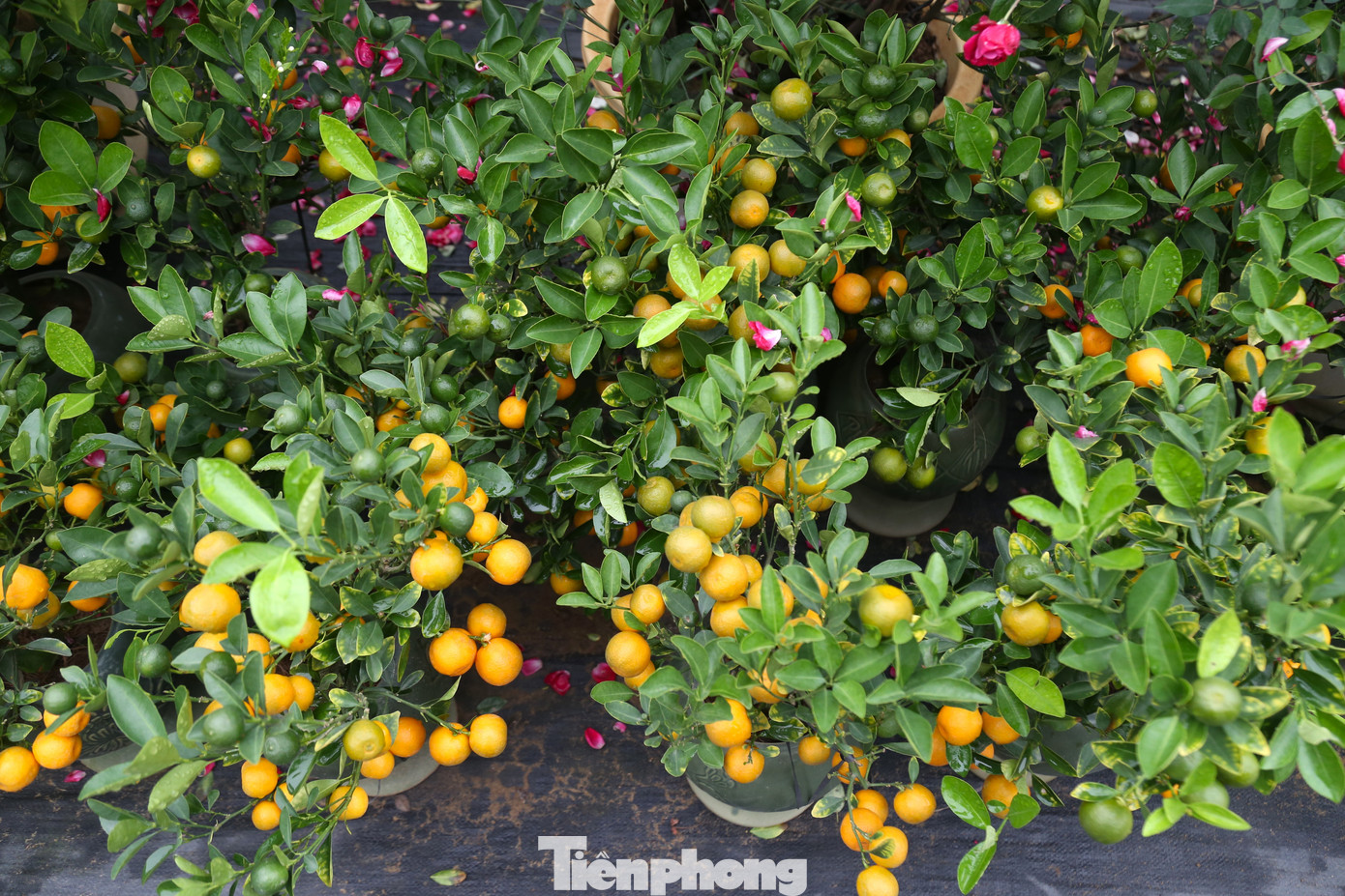 Theo khảo sát, giá cho mỗi chậu quất cảnh nhỏ dao động từ 300.000 – 600.000 đồng (tùy vào kích cỡ và mẫu mã).