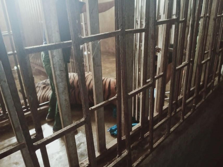 Đây là chuyên án được cơ quan công an triệt phá có số lượng hổ nuôi nhốt nhiều nhất từ trước đến nay.