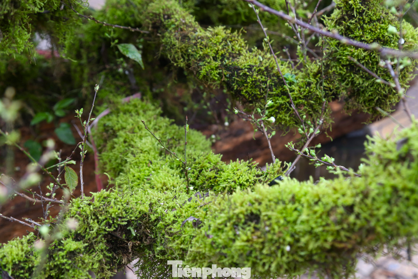 Những mảng rêu bám từ gốc tới ngọn cây, vừa tăng tính thẩm mỹ, vừa cung cấp độ ẩm cho cây.