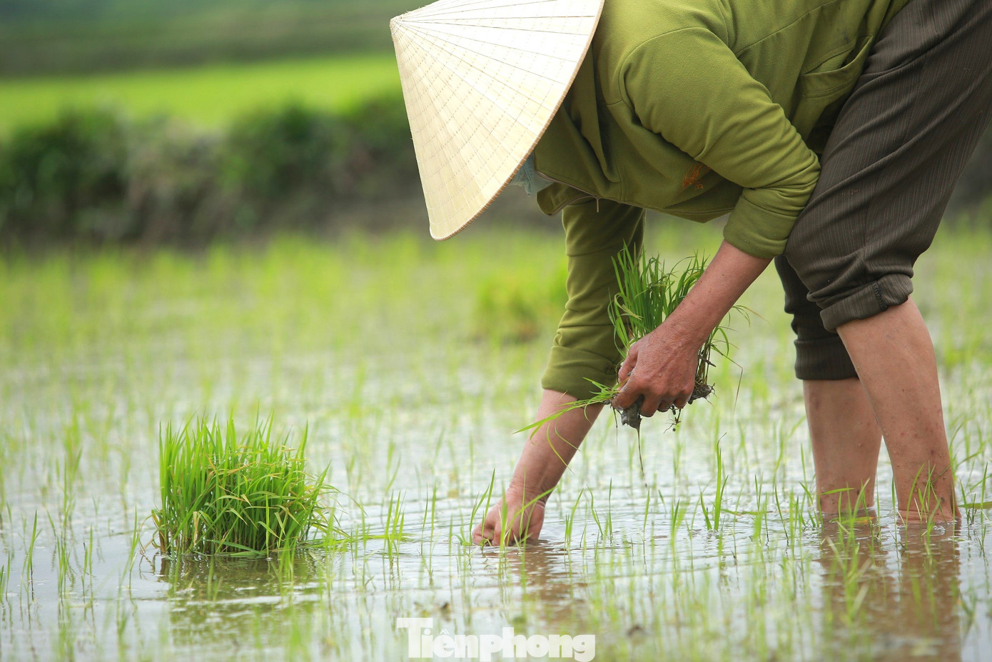Bà con nông dân tranh thủ tỉa dặm lúa.