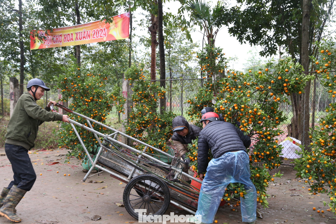 Nhiều người tìm được chậu cây cảnh ưng ý, dịch vụ chở thuê cây cảnh về tận nhà cũng đắt khách chiều 30 Tết.