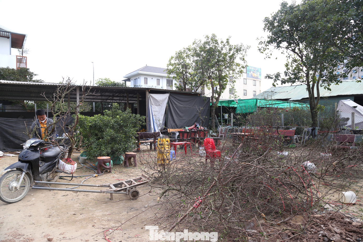 Những gốc đào “ế” được tiểu thương cắt bỏ cành.