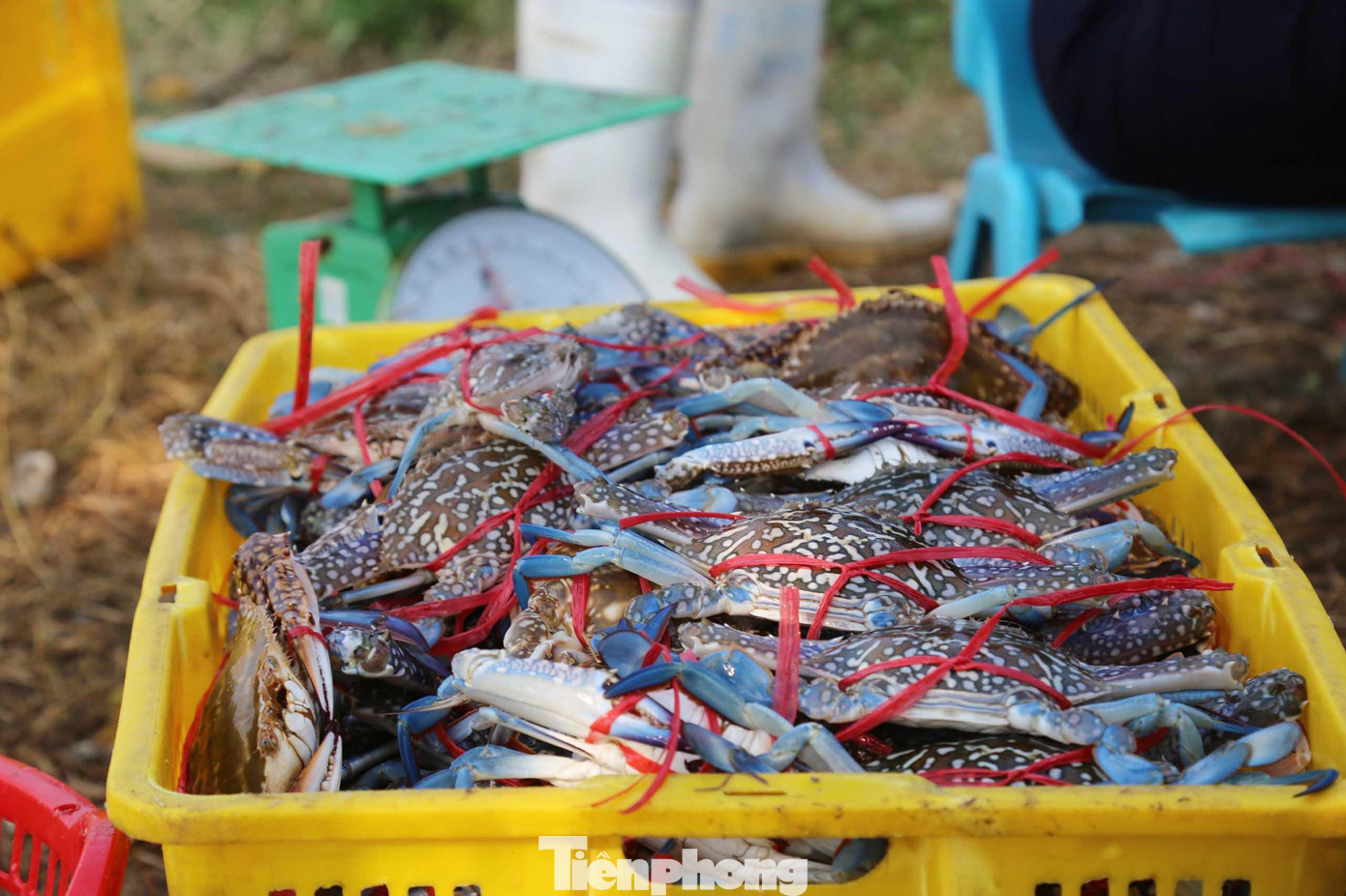 Những con ghẹ xanh tươi rói, chắc thịt vẫn còn sống lần lượt được cân, chuyển cho thương lái đợi sẵn trên bờ.