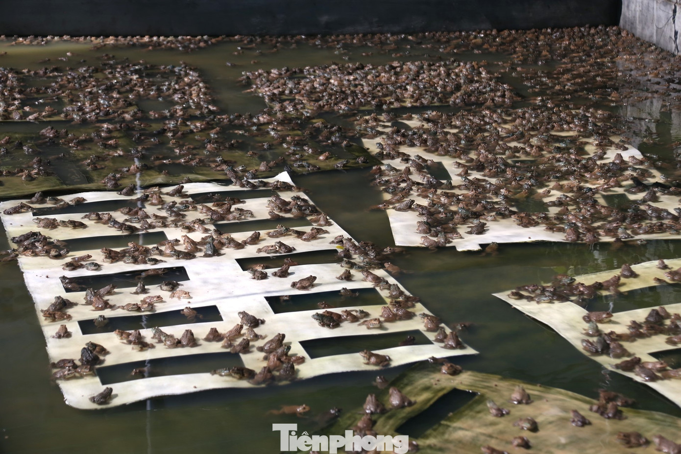 Mô hình nuôi ếch của thanh niên Bùi Văn Thành