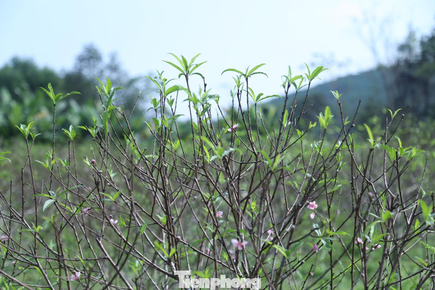 Ngày 8/11/2022, UBND tỉnh Nghệ An đã có Quyết định số 3469/QĐ-UBND công nhận làng nghề trồng cây đào phai ở xã Kim Thành.