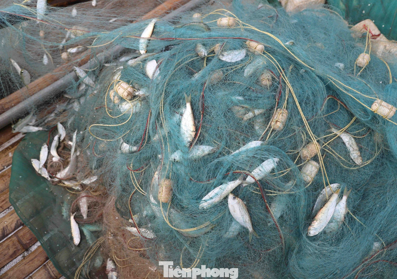 Lưới dùng để đánh bắt cá trích là loại lưới mắt nhỏ, có chiều cao 8 - 10m, dài hơn 1.000m. Cá trích di chuyển theo lạch nước từng đàn và xuất hiện dày đặc ở vùng biển gần bờ.