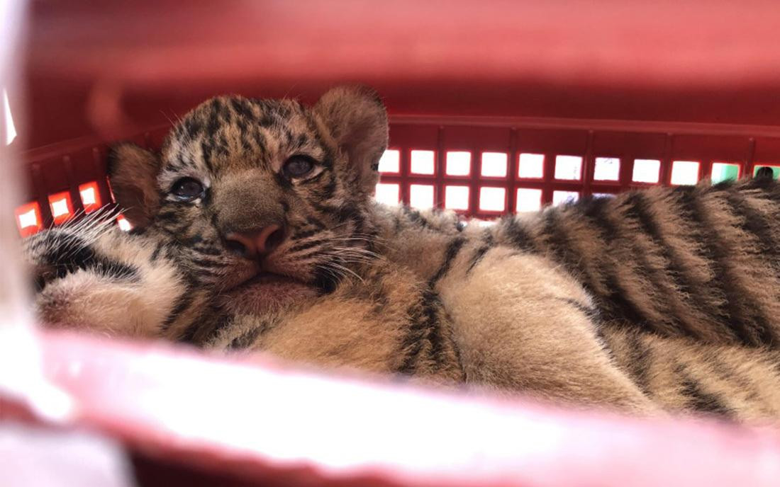 Hổ con được bỏ trong sọt nhựa