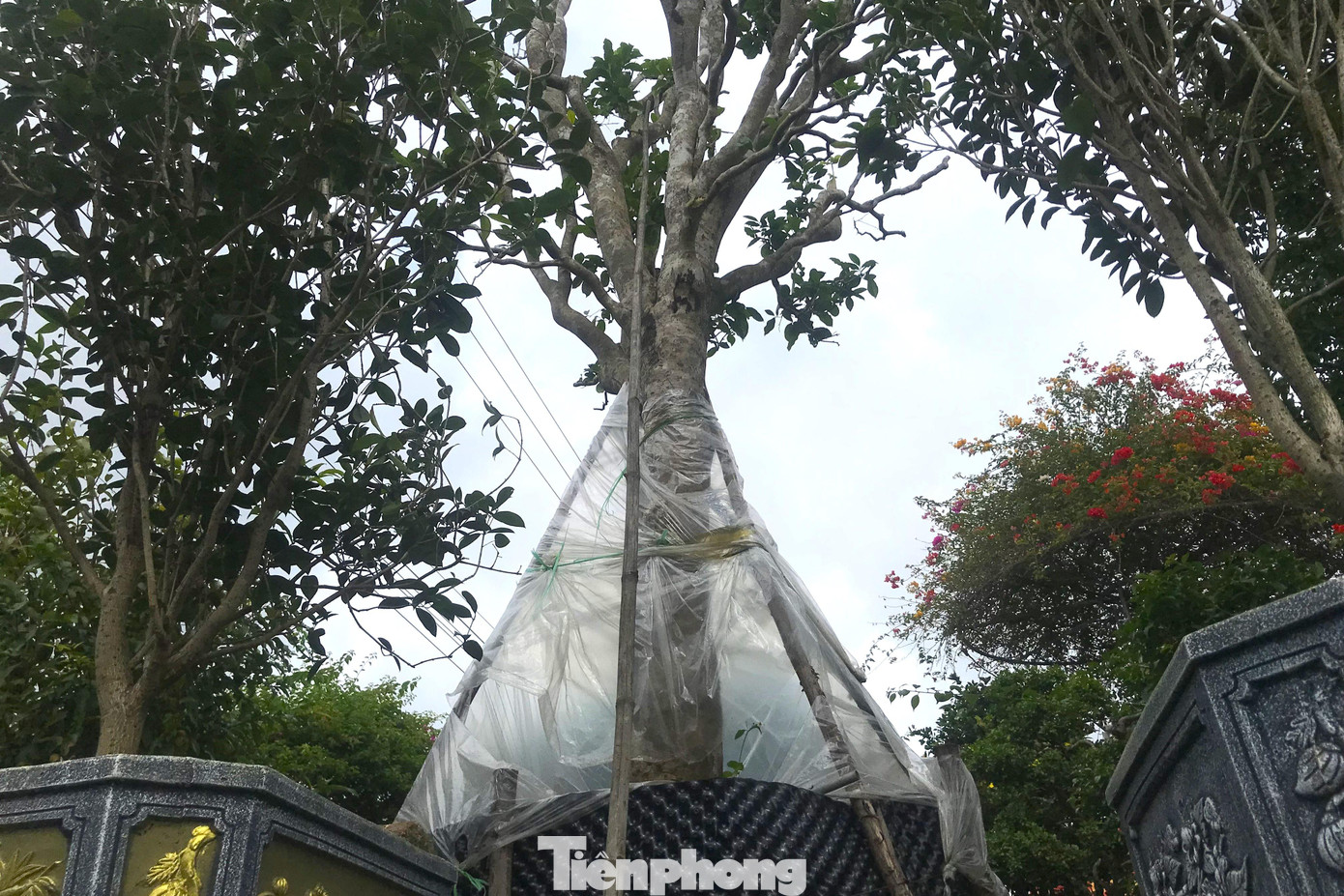 Sau khi tuyển chọn, những cây chè cổ được đưa về các nhà vườn ở thành phố Vinh, ủ trong các bầu ở nơi râm mát, che chắn cẩn thận.