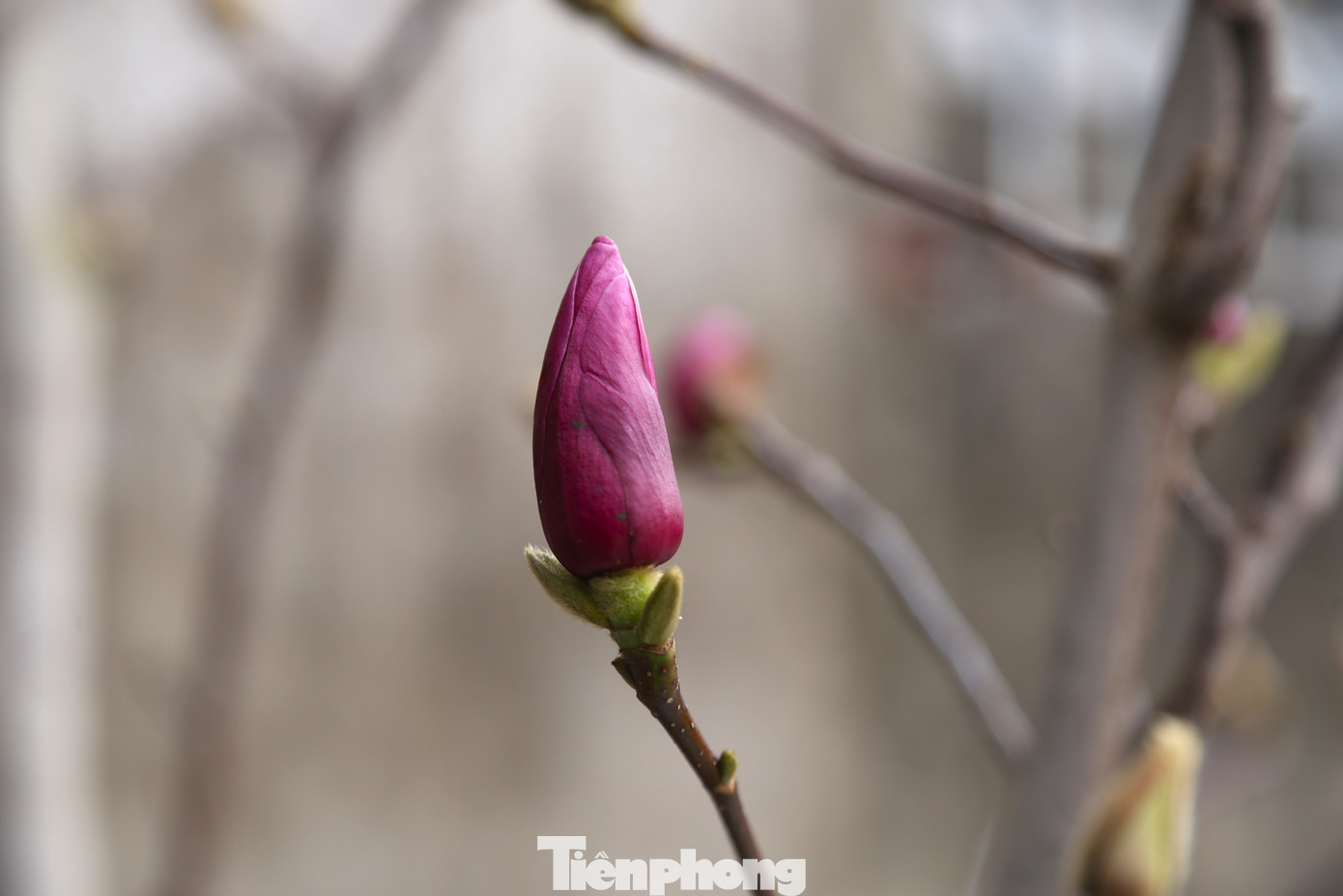 Mộc lan là loại cây thân gỗ, gồm một thân chính và nhiều cành con có sẵn nụ hoa. Khi chưa ra hoa, cây là các cành khẳng khiu như những cành củi khô. Khi hoa nở sẽ cho bông to, cánh dày. Theo quan niệm, hoa mộc lan không chỉ là biểu tượng của sự may mắn, tài lộc mà còn là lời chúc về sự thịnh vượng, hạnh phúc trong năm mới.