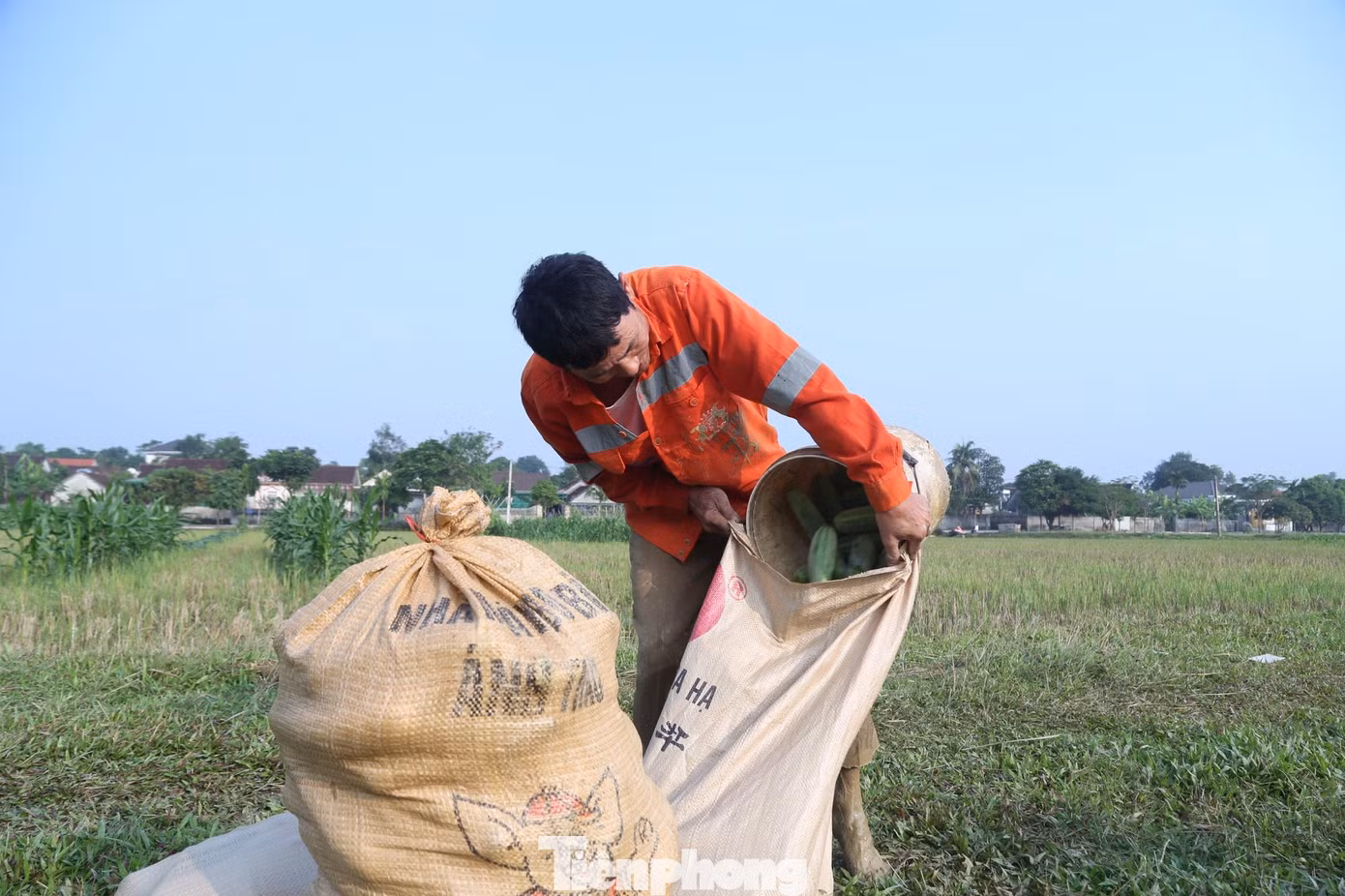 Dưa chuột sau khi hái được cho vào bì để bán cho thương lái Dưa chuột sau khi hái được cho vào bì để bán cho thương lái