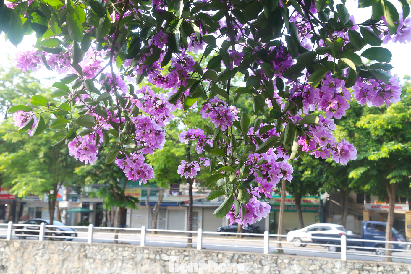 Bằng lăng khoe sắc rực rỡ dưới những tia nắng hè