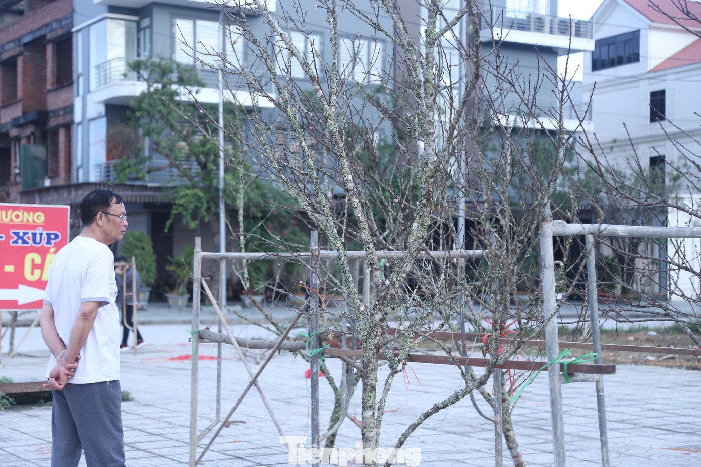 Giá của một cành đào đá thường tỷ lệ thuận với độ lớn, thế, tỷ lệ sần sùi, rêu mốc, búp, lộc.... Những cành đào phủ kín rêu mốc thường được săn đón, dù giá cao hơn một chút thì người chơi cũng sẵn sàng xuống tiền.