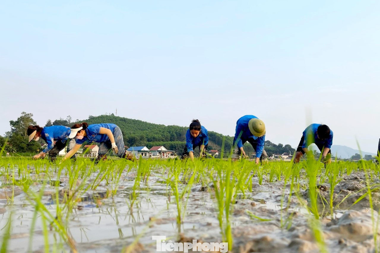 “Đoàn viên thanh niên đã hỗ trợ cấy 2 sào lúa. Do ruộng thiếu nước nên việc cấy lúa gặp nhiều khó khăn. Một số bạn chưa bao giờ lội ruộng ngã lên ngã xuống nhưng vẫn cố gắng cấy xong giúp gia đình bạn Trường”, chị Hiền chia sẻ.