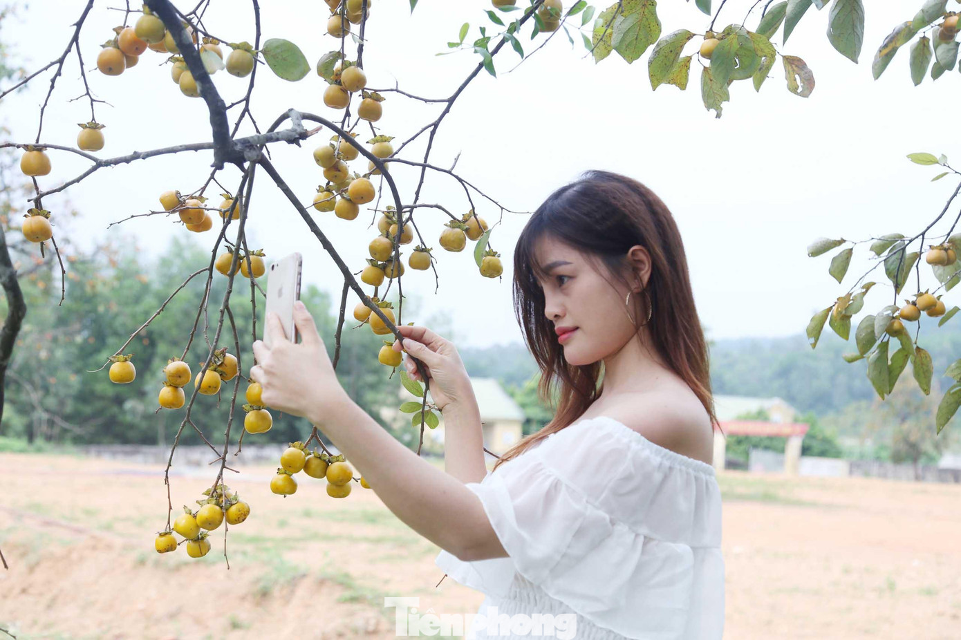 Bạn Trần Thị Thu Trang (25 tuổi, trú huyện Nghi Lộc) chia sẻ: “Từng được nghe về hồng Nam Anh rất nhiều nhưng đây là lần đầu tiên em cùng nhóm bạn tới đây trải nghiệm. Vào vườn hồng sai trái cảm giác rất thích thú, như được hòa mình vào thiên nhiên”.