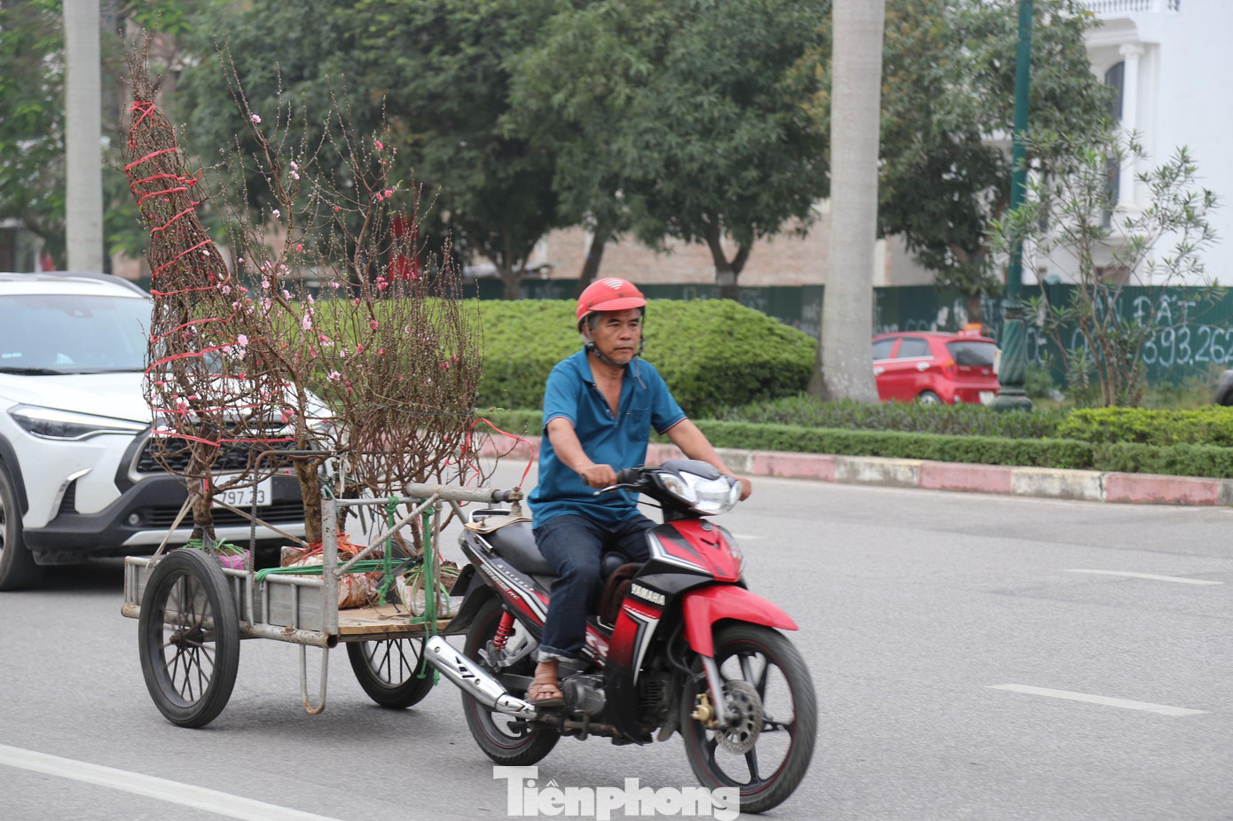 Tại chợ hoa Tết, có tới cả trăm người làm dịch vụ chở thuê đào quất, đa phần họ đều là những lao động tự do. Công việc có phần vất vả, tuy nhiên, đổi lại họ có thêm một khoản thu nhập, trang trải cho một cái Tết đủ đầy hơn.