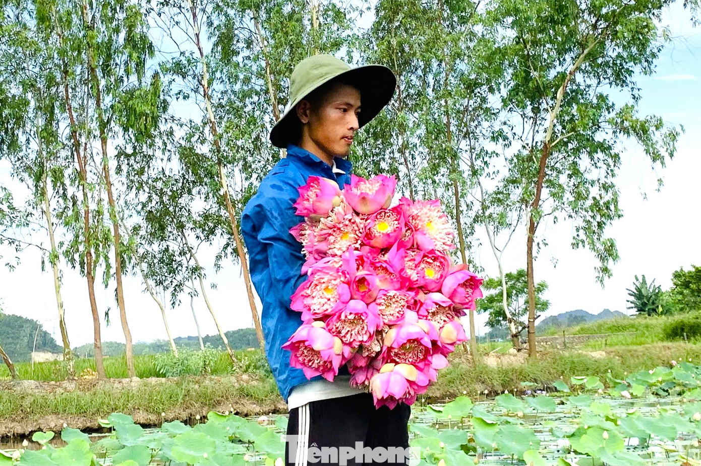 Mỗi ngày Hòe xuất bán 200 đến 300 bông sen. Mỗi ngày Hòe xuất bán 200 đến 300 bông sen.