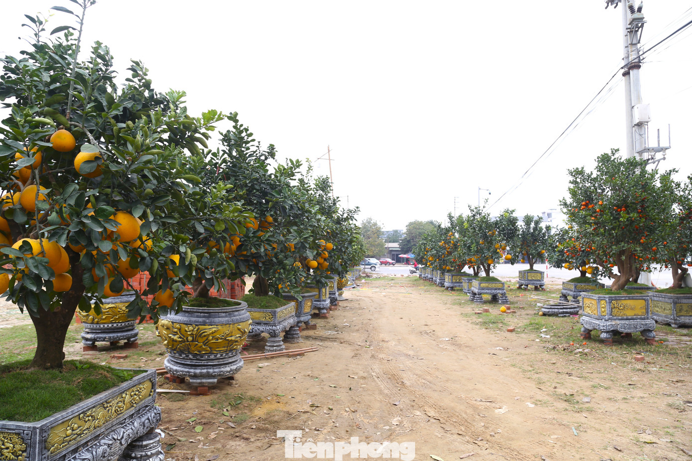 Ghi nhận ngày 6/2 (tức mùng 9 Tết), dọc một số tuyến đường ở TP Vinh (Nghệ An), hàng chục gốc đào, bưởi Diễn, quýt cảnh, chanh tứ quý,… vẫn nằm dài bên lề đường do không thể bán hết trong Tết.