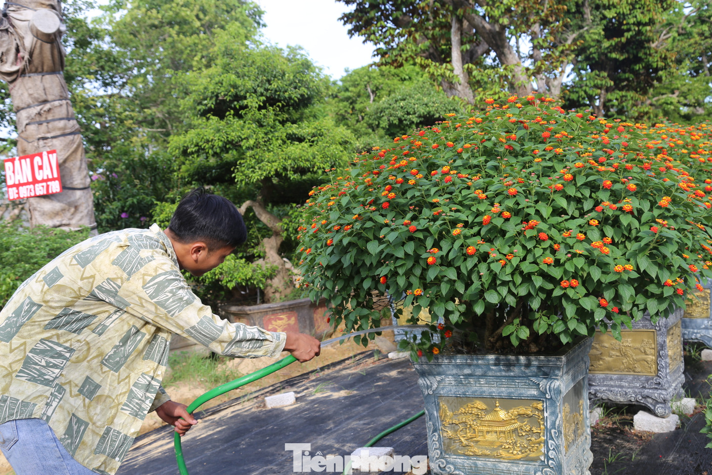 Những ngày này, anh Hùng đang tất bật chăm sóc cho cây hoa ngũ sắc để trình làng ở chợ hoa xuân vào dịp Tết.