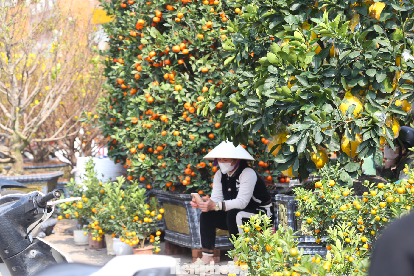 Tết Nguyên đán là dịp cao điểm buôn bán nhộn nhịp nhất năm song nhiều tiểu thương như “ngồi trên đống lửa” khi đào, quất… còn nhiều lại vắng khách mua.