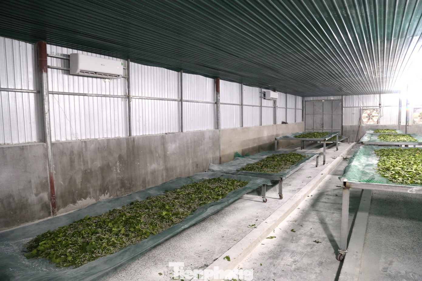 Để nói về sự vất vả của việc nuôi tằm, người xưa thường bảo: "Nuôi lợn ăn cơm nằm, nuôi tằm ăn cơm đứng". Thế nhưng hiện tại, việc lắp điều hòa để nuôi tằm giúp nâng cao năng suất, chất lượng kén.