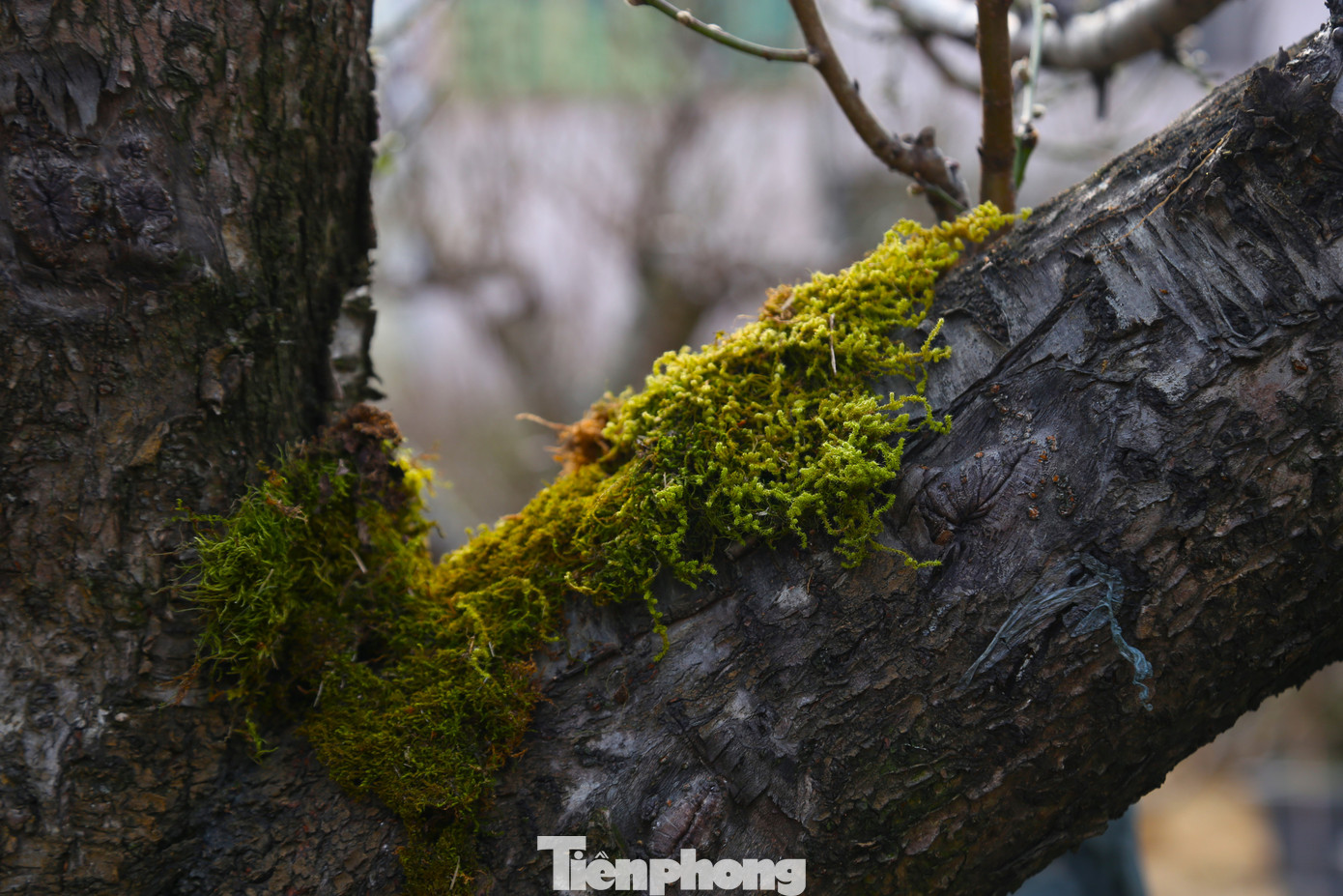 Cận cảnh gốc đào cổ thụ với thân xù xì, rêu bám đầy gốc, mang nét đẹp hoang sơ.