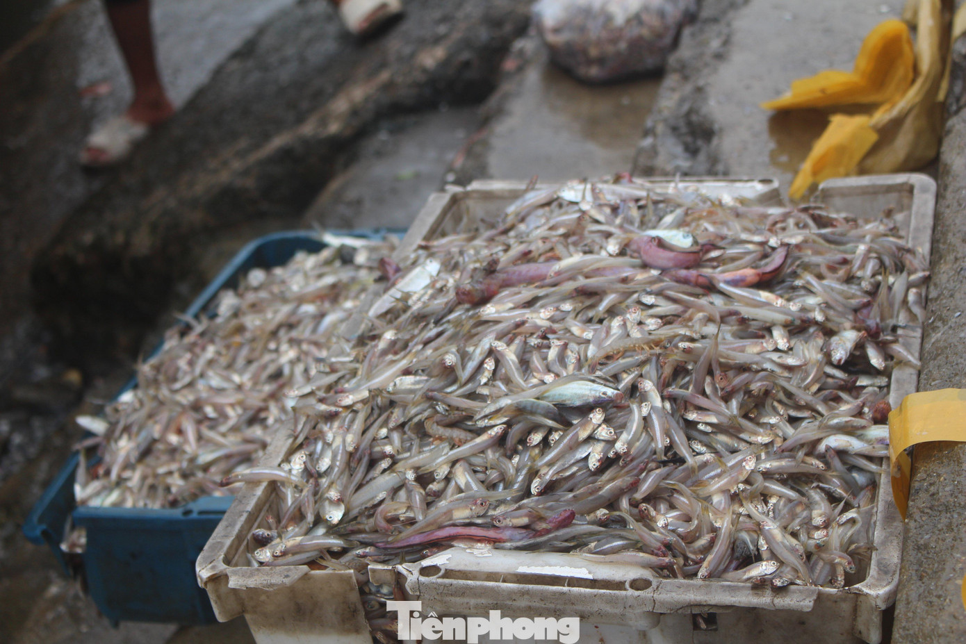 Cá cơm được mùa ngày đầu năm mới