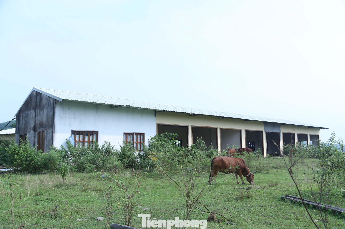 Theo ghi nhận của PV, cỏ dại bao phủ hầu hết trong khuôn viên dự án. Nhiều chỗ trở thành nơi tập kết rác, phế liệu xây dựng. Nhiều dãy nhà đã bị xuống cấp, hư hại; phần thô cửa hàng xăng dầu chỉ là nơi chứa củi khô; dãy nhà kho trở thành nơi chứa ván gỗ... Phần lớn diện tích còn lại vẫn là bãi đất trống, thành nơi chăn thả trâu bò của người dân.