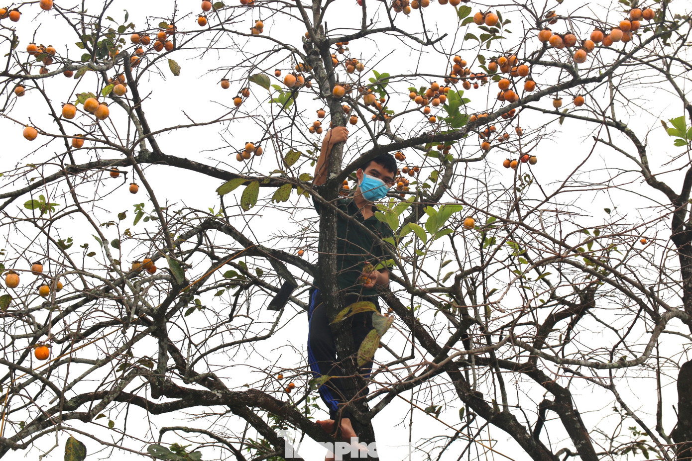 Lý giải về việc năm nay hồng mất mùa, người dân nơi đây cho biết, do thời tiết không thuận lợi, đầu năm mưa xuân nhiều hơn khiến cây khi ra hoa bị rụng. Từ tháng 4 đến tháng 8 thời tiết lại khô hạn đã ảnh hưởng đến sự sinh trưởng của cây hồng. Lý giải về việc năm nay hồng mất mùa, người dân nơi đây cho biết, do thời tiết không thuận lợi, đầu năm mưa xuân nhiều hơn khiến cây khi ra hoa bị rụng. Từ tháng 4 đến tháng 8 thời tiết lại khô hạn đã ảnh hưởng đến sự sinh trưởng của cây hồng.