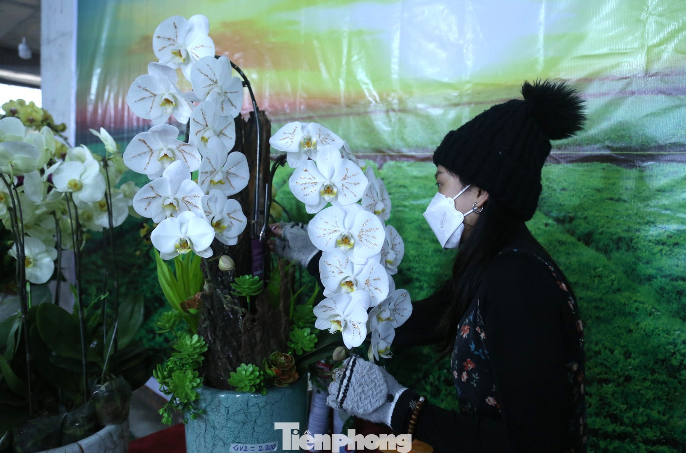 Chị Phan Hiền Lương, chủ cơ sở hoa lan trên đường đại lộ Lê Nin cho biết: "Cành hoa lan hồ điệp màu trắng tinh khôi được dát thêm những đường bằng vàng tạo vẻ đẹp lung linh, quý phái. Hoa lan dát vàng có giá rất đắt đỏ, thường gấp 3-4 lần so với hoa lan bình thường nên chỉ làm khi có khách đặt” .