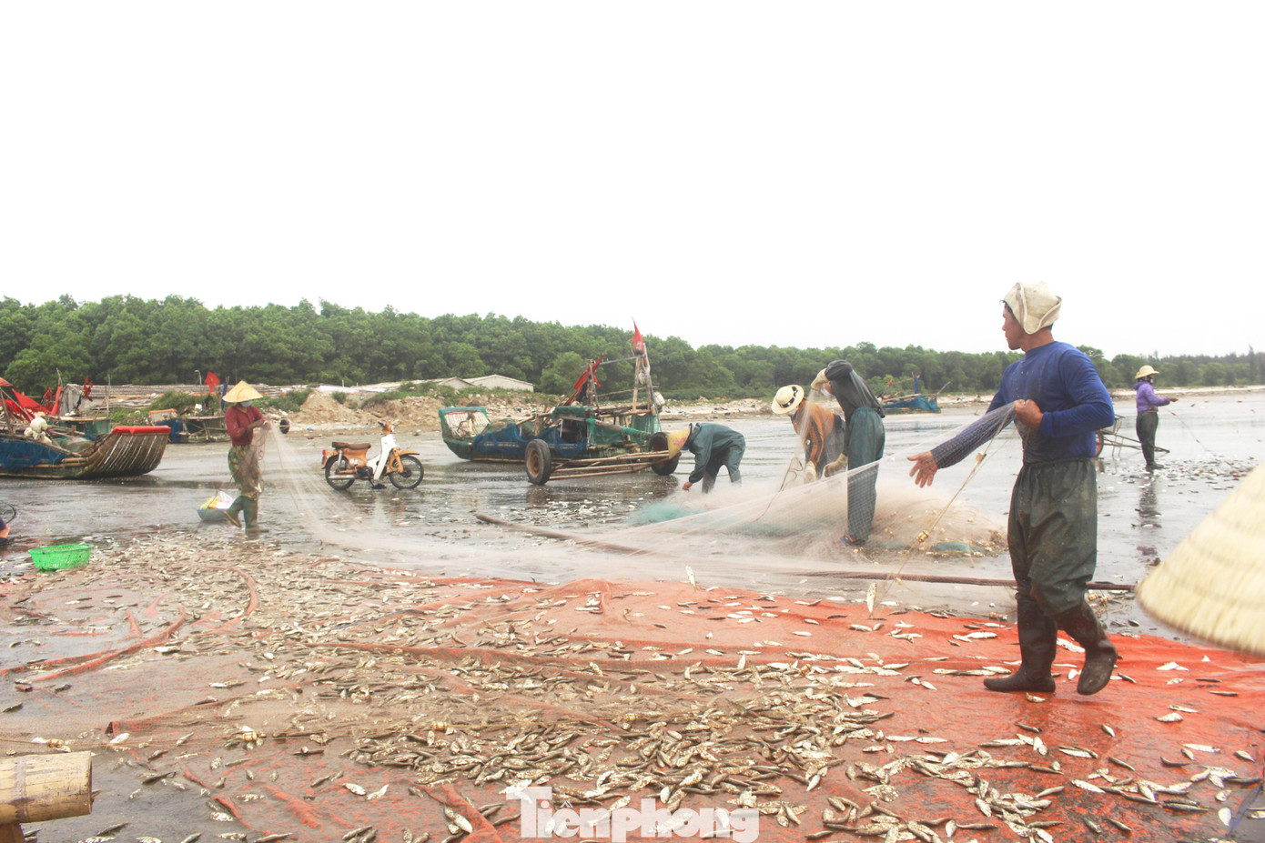 Ngư dân thường xuất phát từ lúc 2h sáng và về bờ từ 8 - 10h sáng trong ngày để kịp bán cá tươi.