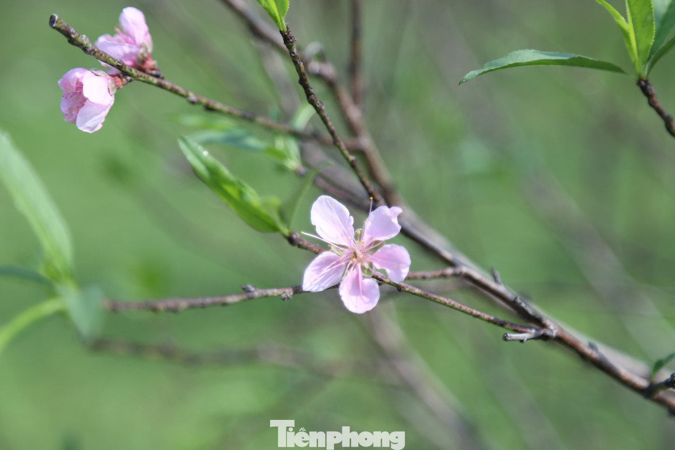 Hiện nay, nhiều vườn đào phai ở Kim Thành đã nở rực rỡ. Hiện nay, nhiều vườn đào phai ở Kim Thành đã nở rực rỡ.