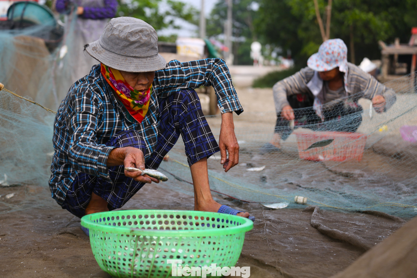 Cá gỡ đến đâu được thương lái thu nhặt ngay đến đó.