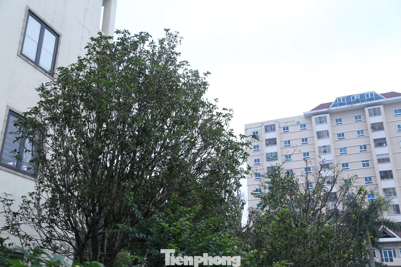 Tán cây mộc hương vượt lên hẳn so với các loại cây khác