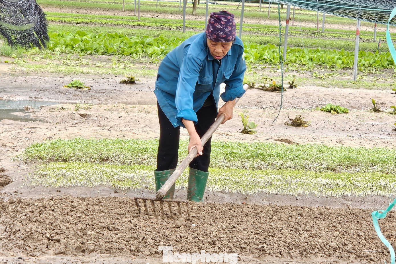 Nước rút, người dân đành cào đi tất cả diện tích rau bị ngập để trồng lại vụ mới.
