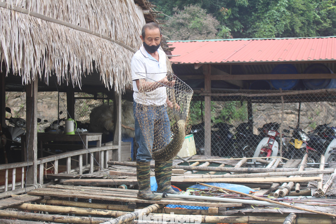 Theo ông Liên, việc nuôi cá không mất nhiều công sức. Thức ăn cho cá chủ yếu là rau, cỏ nên cũng dễ kiếm. Hiện ông có 8 lồng nuôi cá trắm, cho thu nhập trung bình từ 25-30 triệu đồng/lồng/năm.