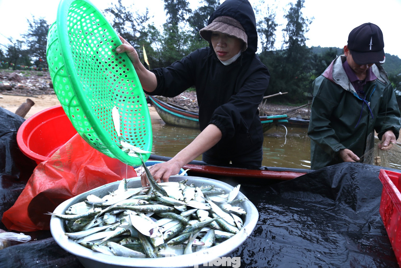 Cá trích sau khi đưa lên bờ được ngư dân gỡ ngay tại bãi, rồi đem rửa sạch bán cho các lái buôn. Cá trích hiện đang được bán cho thương lái giá từ 10-15 ngàn đồng/kg. Cá trích sau khi đưa lên bờ được ngư dân gỡ ngay tại bãi, rồi đem rửa sạch bán cho các lái buôn. Cá trích hiện đang được bán cho thương lái giá từ 10-15 ngàn đồng/kg.