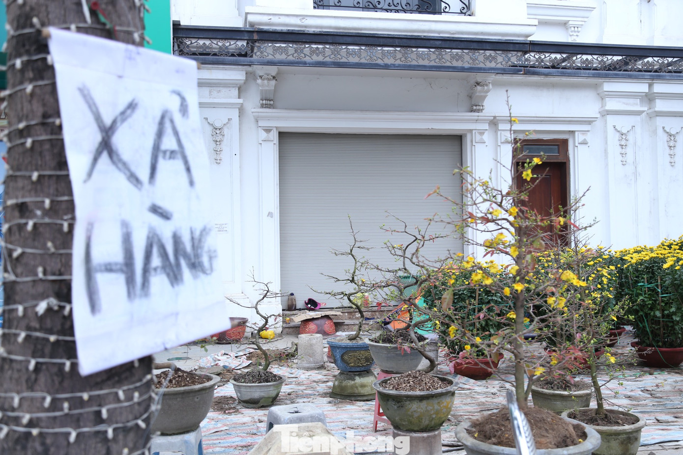 Cách đó không xa là một điểm bán mai vàng cũng treo biển xả hàng.