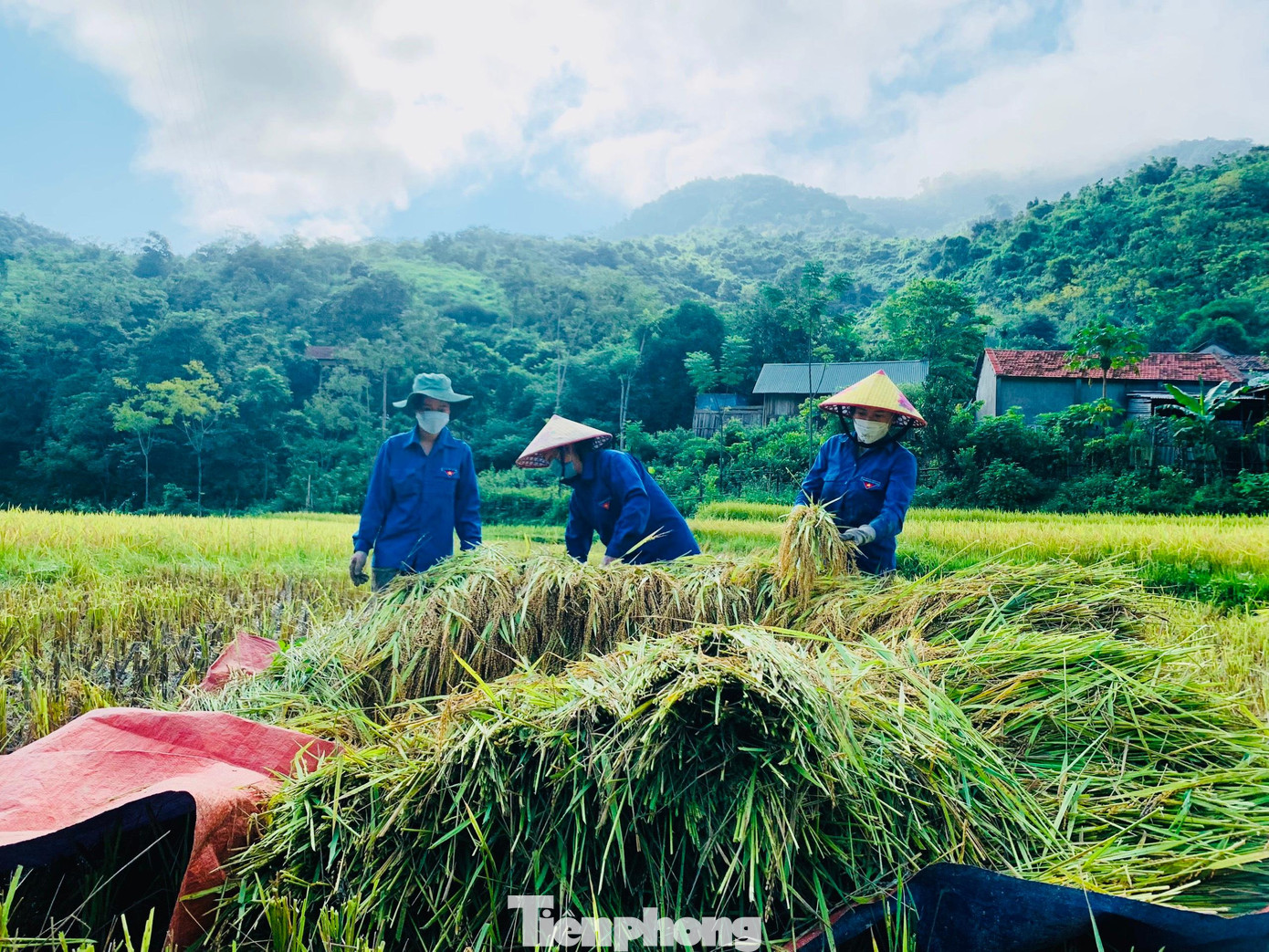 Sau khi gặt xong, đoàn viên thanh niên đưa lúa lên xe chở về nhà dân.