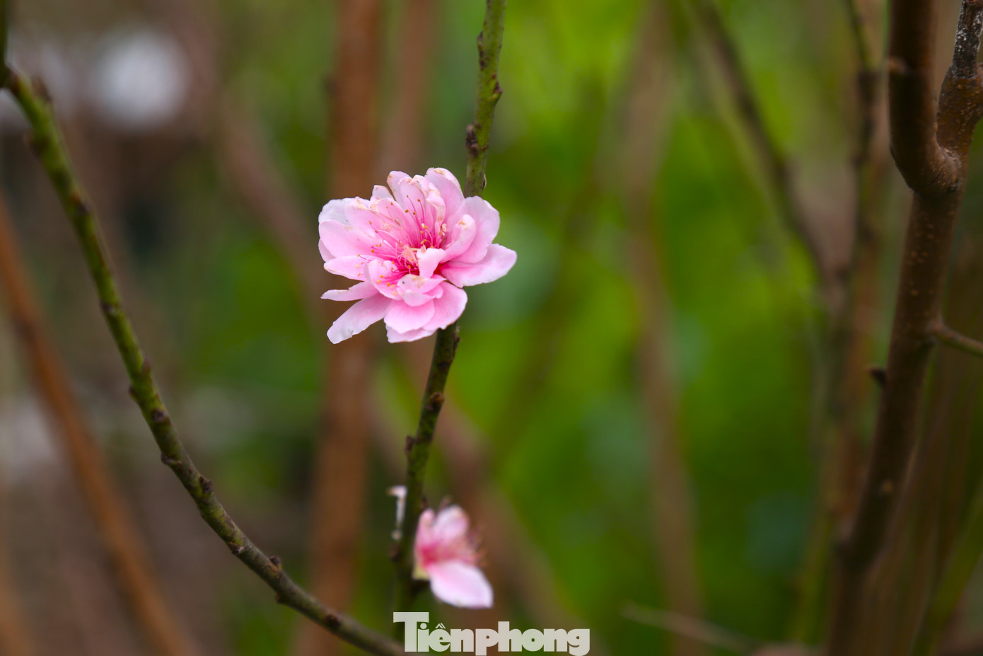 Đào phai ở đây có màu hồng nhạt, nụ hoa to, cánh đẹp, lâu tàn, màu sắc bắt mắt, chồi lá xanh biếc. Hiện, nhiều thương lái đã đến thăm vườn, khảo sát giá để chuẩn bị cung ứng thị trường tết. Nhiều cành đào gốc to, thế đẹp đã có khách đặt mua.