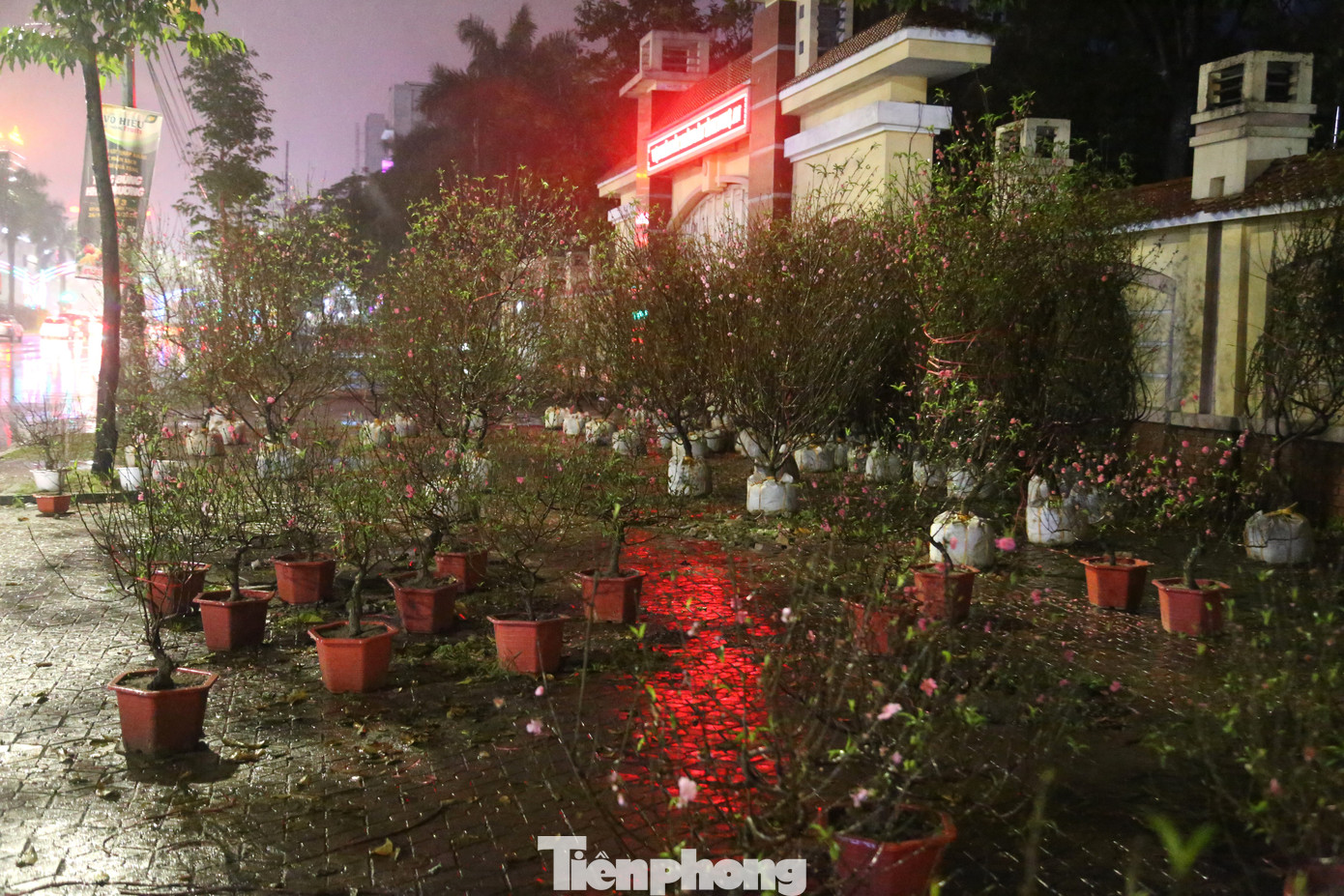 Hơn 7 năm bán đào Tết ở TP. Vinh, anh Lưu Quang Vịnh (45 tuổi, trú ở tỉnh Nam Định) cho biết, chưa năm nào, đào lại bán chậm như năm nay. Anh dự tính sẽ bán đến trưa mai (30 tháng Chạp) rồi về quê đón Tết cùng gia đình.