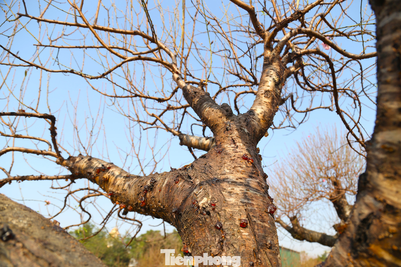 “Giá trị của đào cổ thụ bắt nguồn từ quá trình uốn cành và tạo dáng, đòi hỏi mất rất nhiều thời gian và công sức. Bên cạnh đó, chi phí vận chuyển cũng góp phần làm giá cây tăng cao. Hiện, đào vẫn trong giai đoạn dưỡng nụ, ra hoa, khoảng một tuần nữa hoa nở sẽ đẹp”, anh Cường chia sẻ.